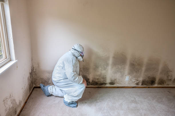 Best Real Estate Mold Inspection  in Burnt Mills, MD