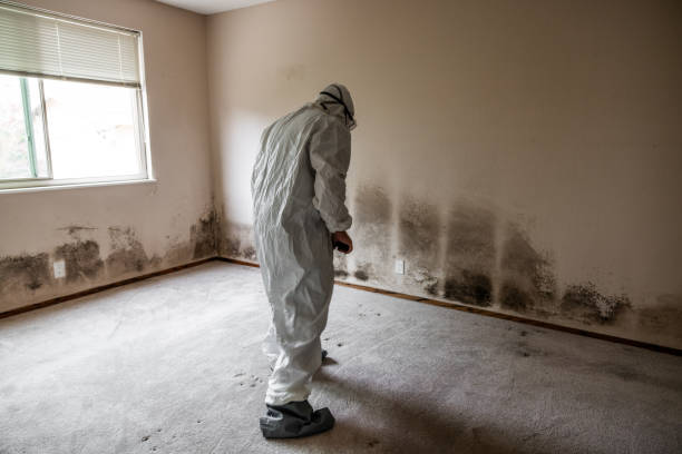 Best Environmental Consulting for Mold Prevention  in Burnt Mills, MD